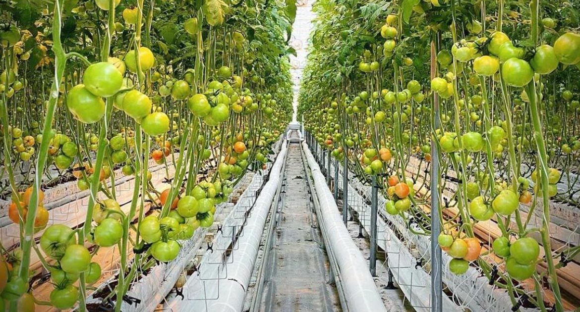 tomato greenhouse