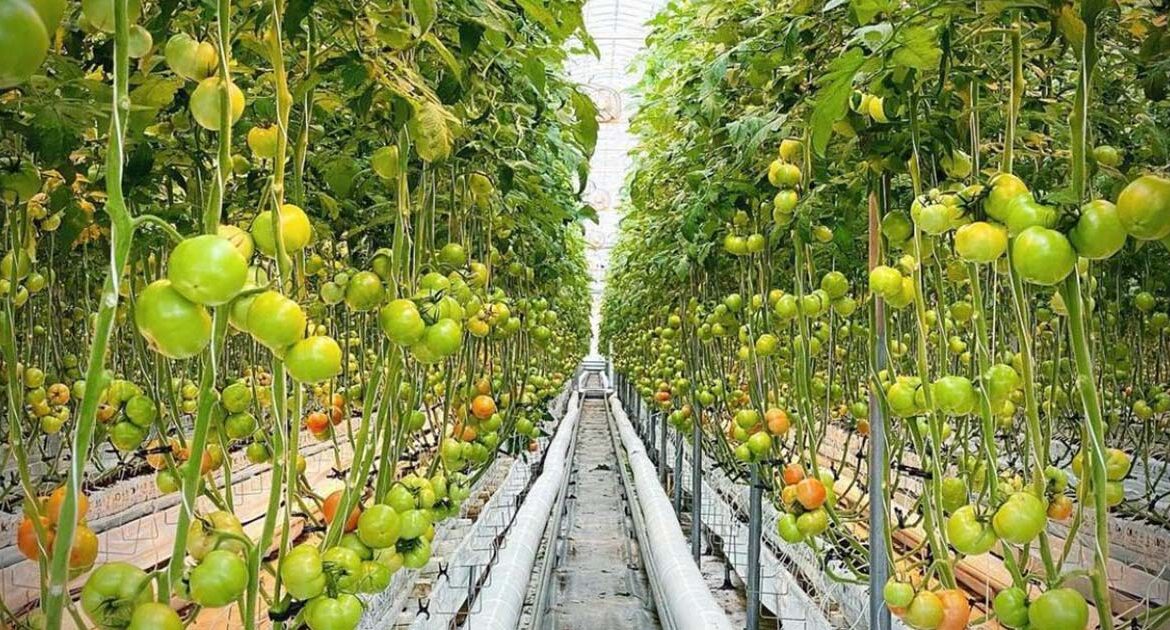 coco-labs-tomato-cultivation