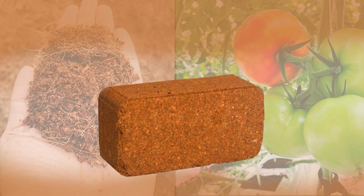 coco peat briquets