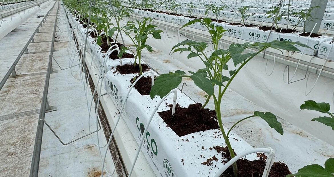 coco coir good for tomatoes