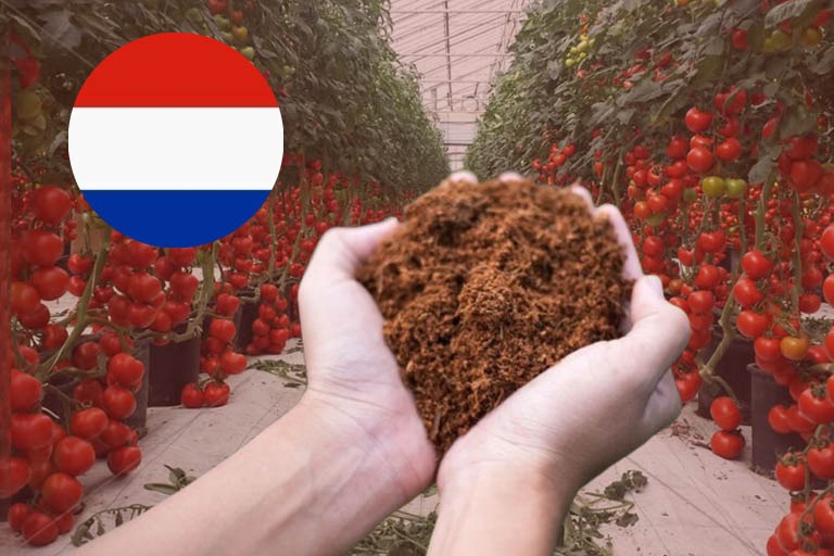 Kokos for greenhouse tomato growers in Netherlands