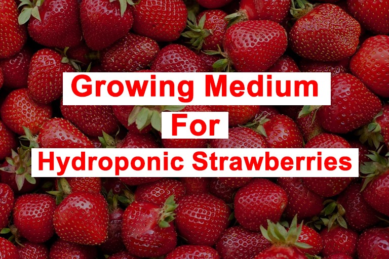 Explore ideal growing medium for hydroponic strawberries