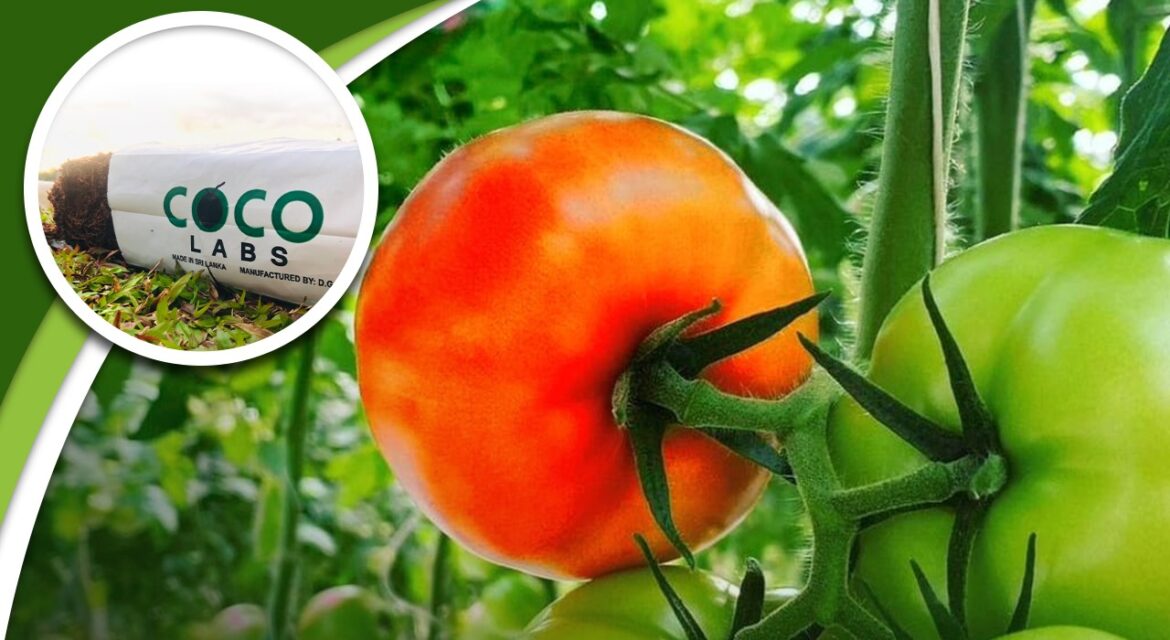 tomato coir slab performance