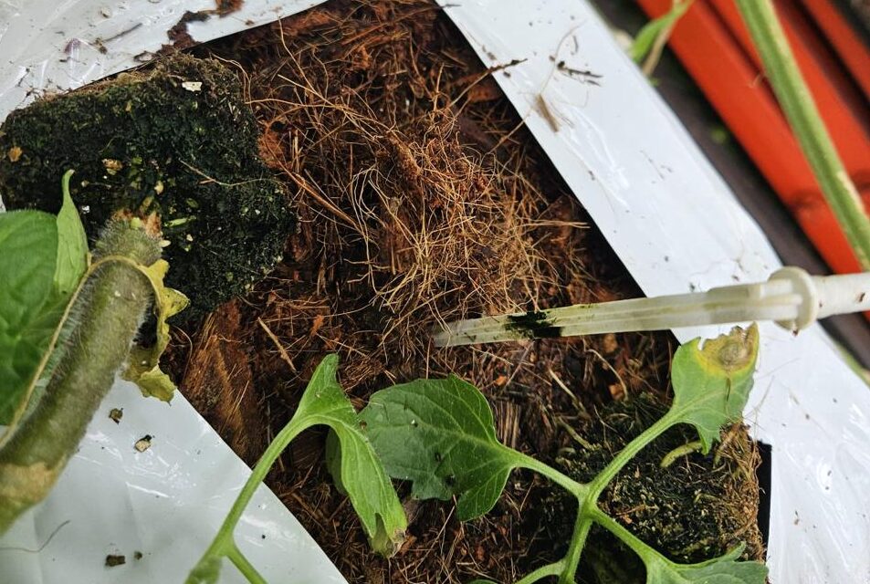 coco coir growbags durability