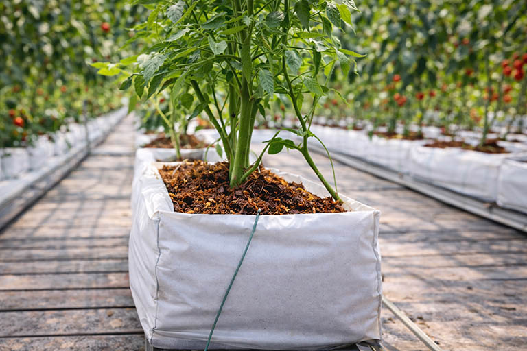 Coco Peat Grow Bags for Tomato Growers in Leamington Ontario