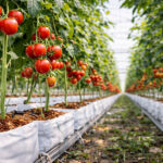 Coco Peat Grow Bags for Tomato Growers in New York