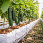 Coco Peat Supplier for New York Tomato Farms