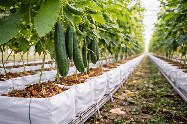 Coco Peat Supplier for New York Tomato Farms