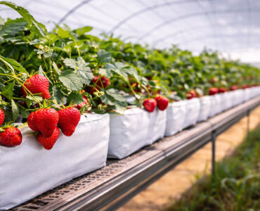 Hydroponic Grow Bags for Cucumber Growers in Florida