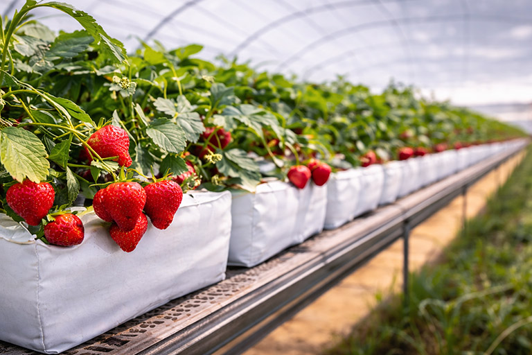 Hydroponic Grow Bags for Cucumber Growers in Florida