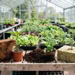 Coco Coir vs Peat Moss vs Rockwool