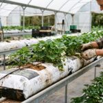 Reusing-Strawberry-Coir-Bags-Second-Season