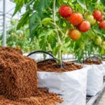 Substrate-for-Glasshouse-Tomatoes
