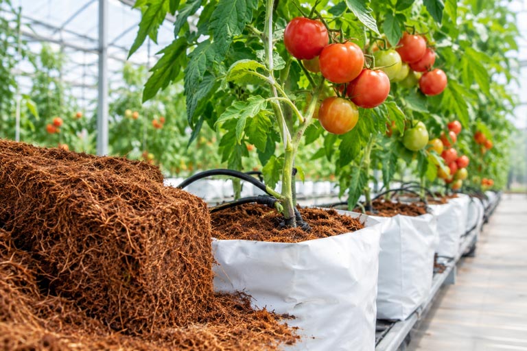 Substrate-for-Glasshouse-Tomatoes